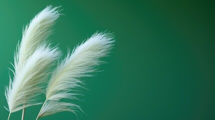 Reeds on a green background.Fluffy pampas grass. Background of reed panicles.Abstract texture. A place for the text.