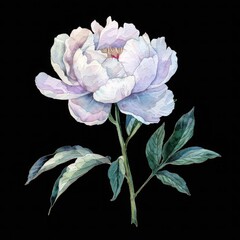 Watercolor, Peonies Flower isolated on black background