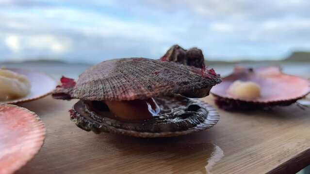 Seafood: live scallops in a shell before cooking. Fresh open scallop with scallop caviar and coral close-up. The Barents Sea in Teriberka. 4K