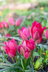 many pink botanical tulips in the garden