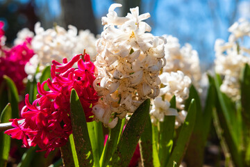 Pink and white hyacinths in focus.