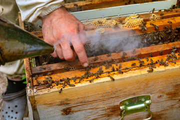 Apiarist checking a beehive. Apiculture or beekeeping concept photo.
