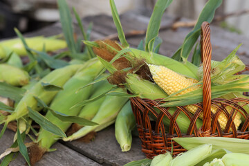 Hands peeling corn husk on the outdoor table. Corn husk in the basket