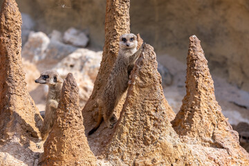 Alert meerkat (Suricata suricatta) standing - 745669705