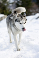 Siberian Husky dog walking, winter forest