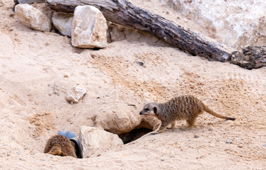 Meerkats (Suricata suricatta) digs a hole - 745669978