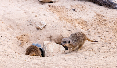 Meerkats (Suricata suricatta) digs a hole - 745669990