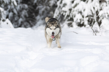 Dog shaking off snow. Funny husky in winter