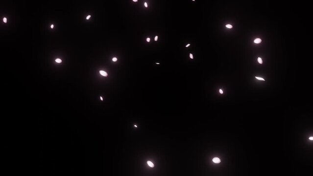 Cherry blossom petals falling particle animation (PNG Background) - (4K_60fps)