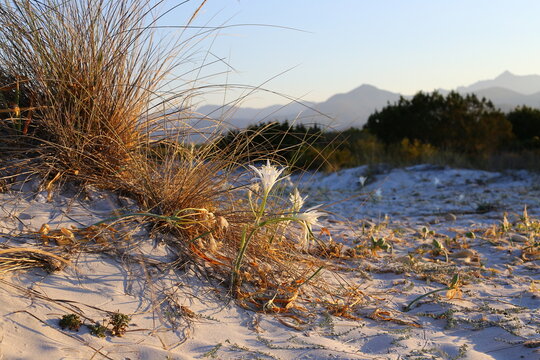 Sea daffodil, pancratium maritimum, sand and beach dunes in La Cinta Beach in San Teodoro in Sardinia, Italy	
