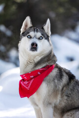 Husky dog with red scarf sitting in snow close-up