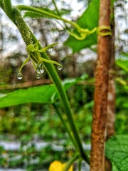 cucumber, nature, agriculture, plant, growth, no people, color image, vegetable, leaf, environment, farm, food, garden, organic, summer, gardening, photography, harvesting, plantation, ripe, cultivate