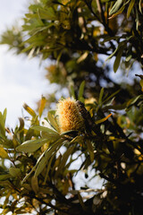 Banksia Integrifolia