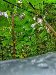 white rice in a gunni sack with a wooden board