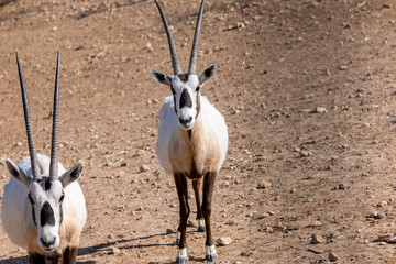 Pair of Arabian Oryx relaxing - 745671303