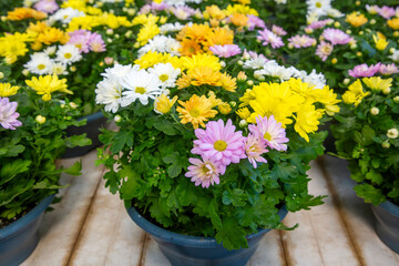 Flower of a cultivated Indian chrysanthemum hybride (Chrysanthemum indicum)