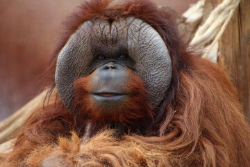 Orang-Utans (Pongo) altes Männchen, Portrait