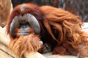 Orang-Utans (Pongo) altes Männchen, Portrait