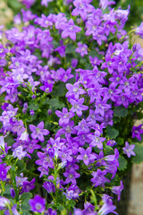 Obraz premium Campanula ( Bellflower peach leaves , Campanula Persian or stick Jacob), purple bell flowers in summer garden