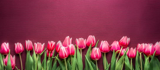 Springtime floral banner background with pink tulip flowers © VICUSCHKA