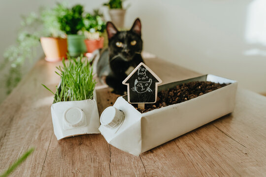 Upcycled milk carton into pot for catnip on table