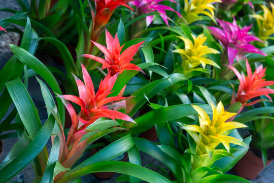 Blossom of Guzmania Bromelia. Sale. Pot plants, indoor plants, tropical plants.