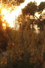 Sunset Serenity: Embracing Dusk in the Forestaut