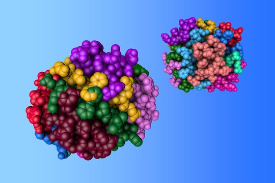 Insulin, monoclinic crystal form. Space-filling molecular model. Rendering with differently colored protein chains based on protein data bank entry 1znj. Scientific background. 3d illustration