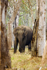 The Indian elephant (Elephas maximus indicus), a female among the trees in a dry tropical deciduous forest. A close encounter with an elephant in the forest, a dangerous situation on safari.