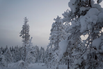 Frozen trees covered in white snow on a winter lapland landscape forest in Rovaniemi, Finland