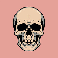 human skull head illustration