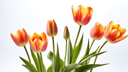 Naklejka premium wild tulips