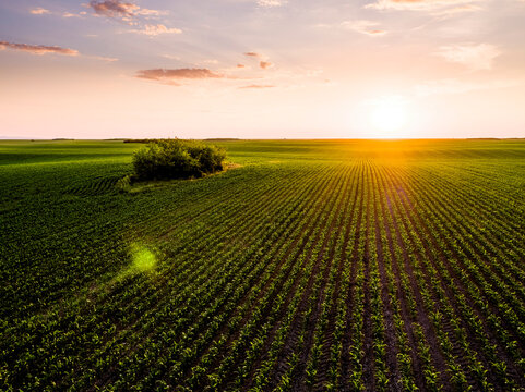 Sunset over green corn field