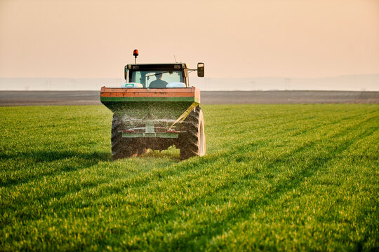 Young farmer in tractor fertilizing wheat crops in green field