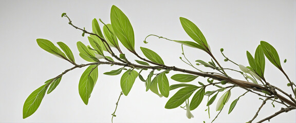 twisted jungle branch with plant growing isolated on a transparent background