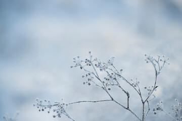 delicate openwork flowers in the frost. Gently  frosty natural winter background. Beautiful winter morning in the fresh air. Soft focus.
