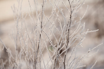 delicate openwork flowers in the frost. Gently  frosty natural winter background. Beautiful winter morning in the fresh air. Soft focus.
