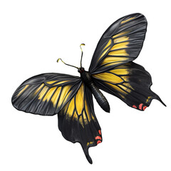 queen alexandra's birdwing butterfly isolated on transparent background, png