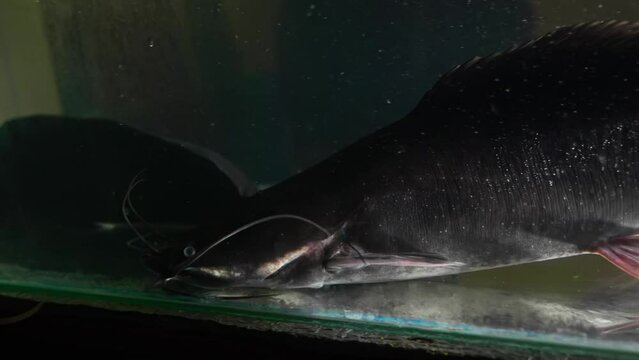 Underwater Farmer: Clarias Catfish in Aquafarm Habitat
