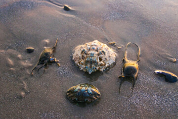 Crab shells and stingray eggs washed up in a storm on the sandy shore of a beach near Brighton Beach in the evening