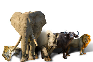 African safari with Big Five isolated on white background: Leopard, Elephant, Black Rhino, Buffalo and Lion. Wild animals background on white.