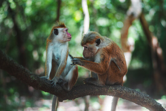 cleaining monkeys in the trees