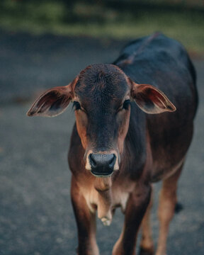 cow on the streets