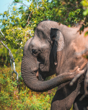 laughing elephant throwing dirt