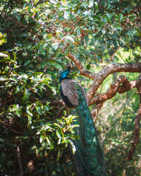 peacock in the trees