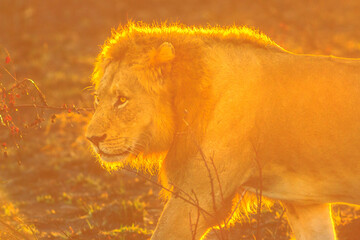 Side view of male Lion standing in Kruger National Park, South Africa with spectacular light of sunrise. The lion is part of Big Five.
