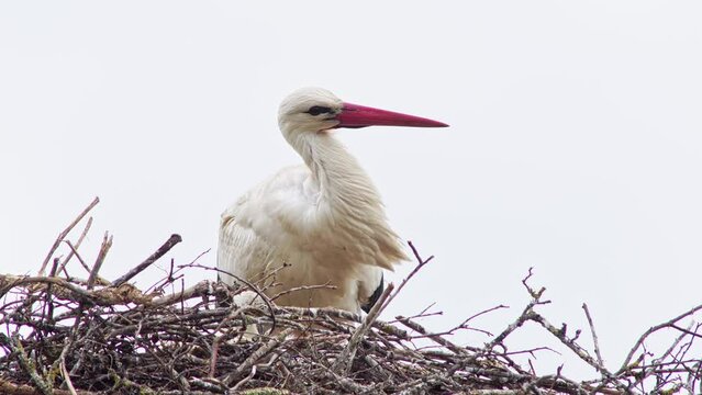 one White stork (Ciconia ciconia) stands in its nest and looks after the chicks on a summer morning, Erfurt, Thuringia, Germany, Europe