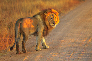 Adult male Lion standing on gravel road inside Kruger National Park, South Africa. Panthera Leo in nature habitat. The lion is part of the popular Big Five. Sunrise light. Side view.