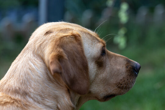 This image provides a profile view of a golden Labrador Retriever set against a natural, grassy backdrop. The photograph captures the dog's focused attention on something out of frame, with a soft