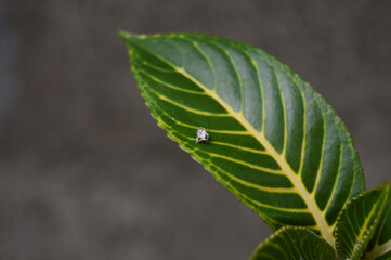 close up of a green leaf